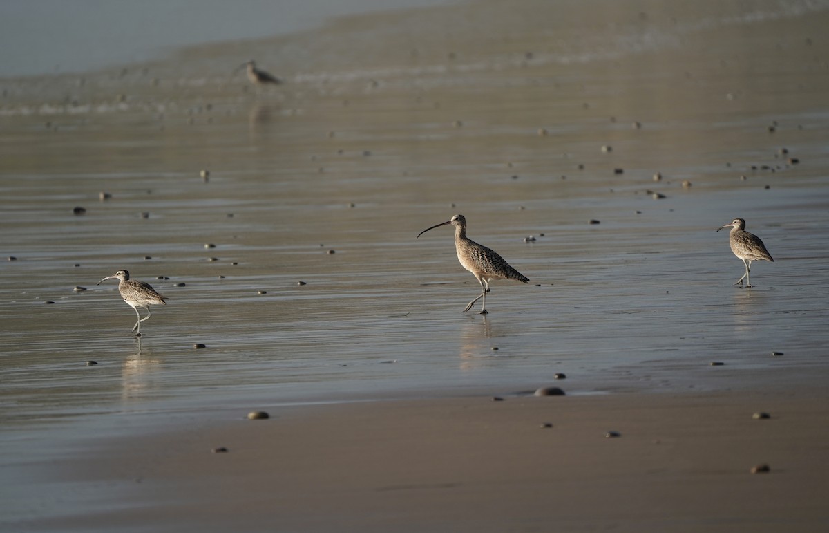 Кульон американський - ML645823811