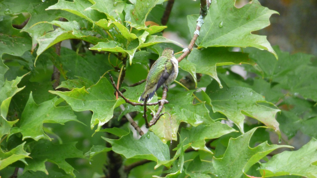 Колібрі рубіновогорлий - ML645823813