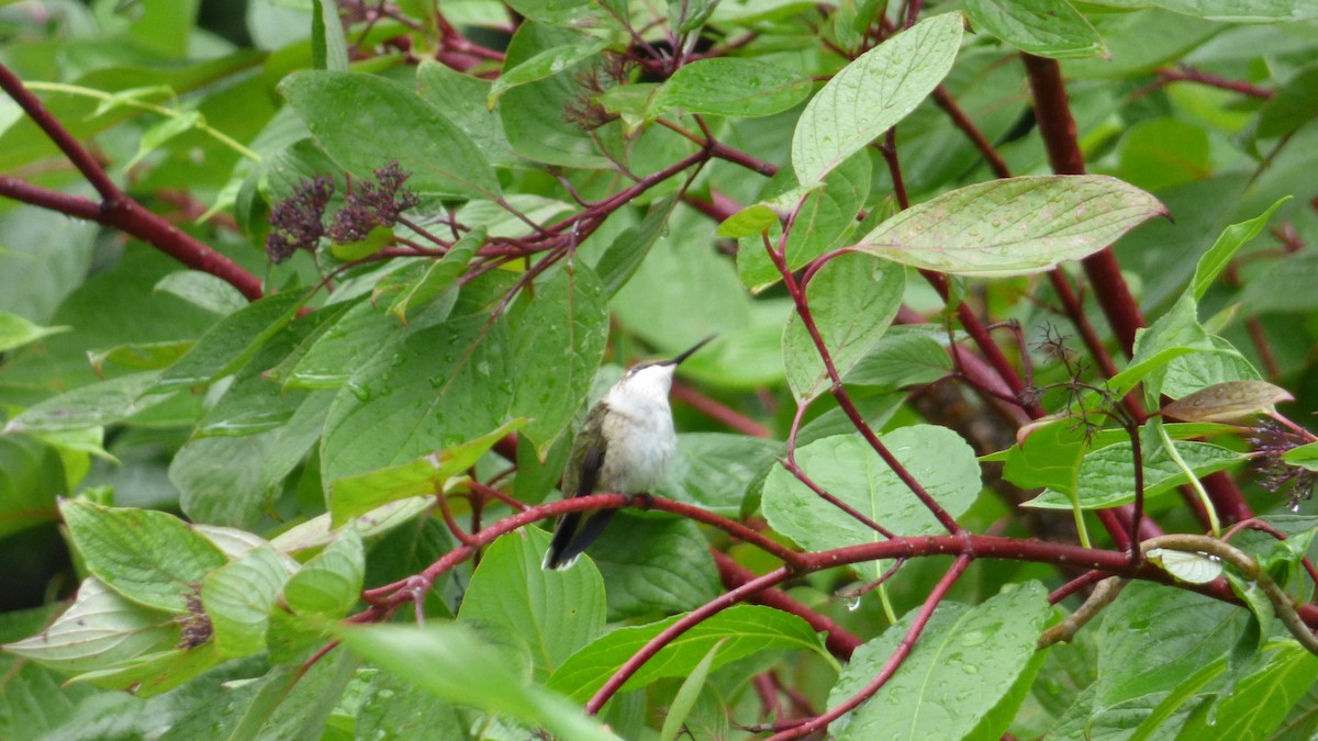 Колібрі рубіновогорлий - ML645823818