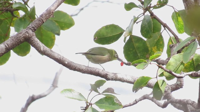 Warbling White-eye - ML645823836