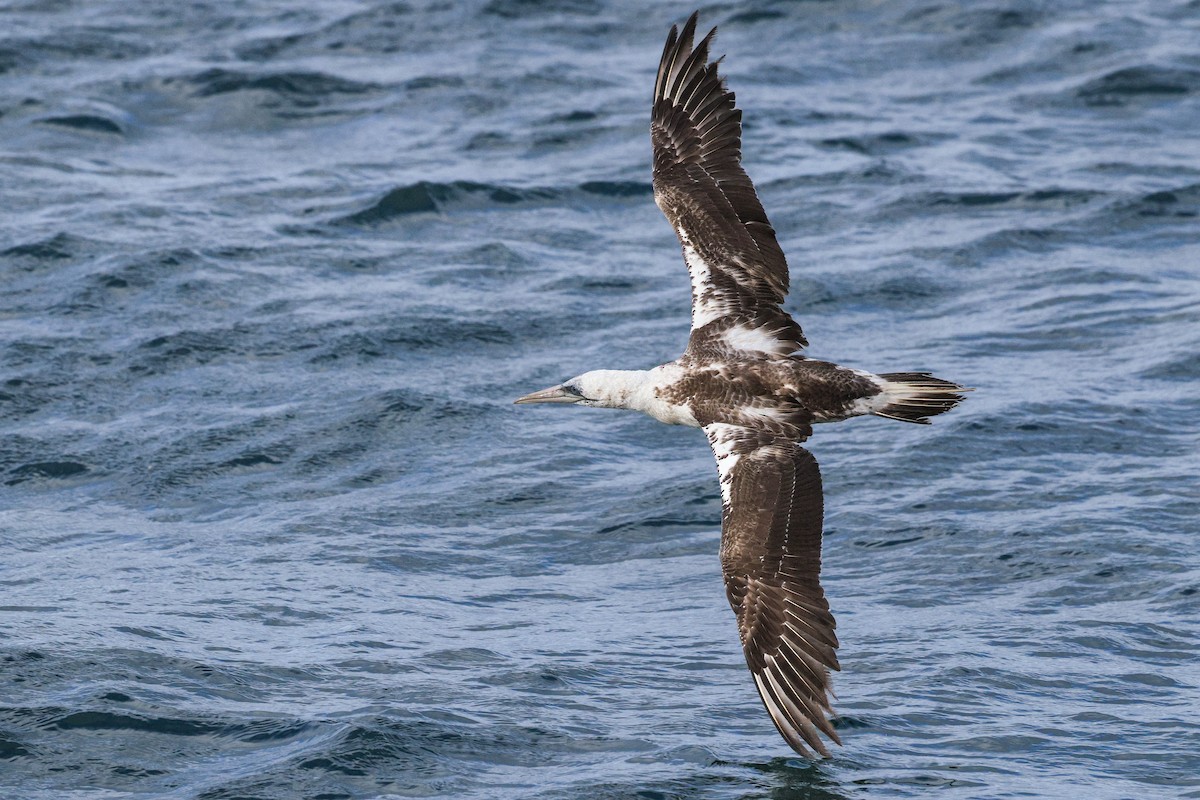 Australasian Gannet - ML645823837