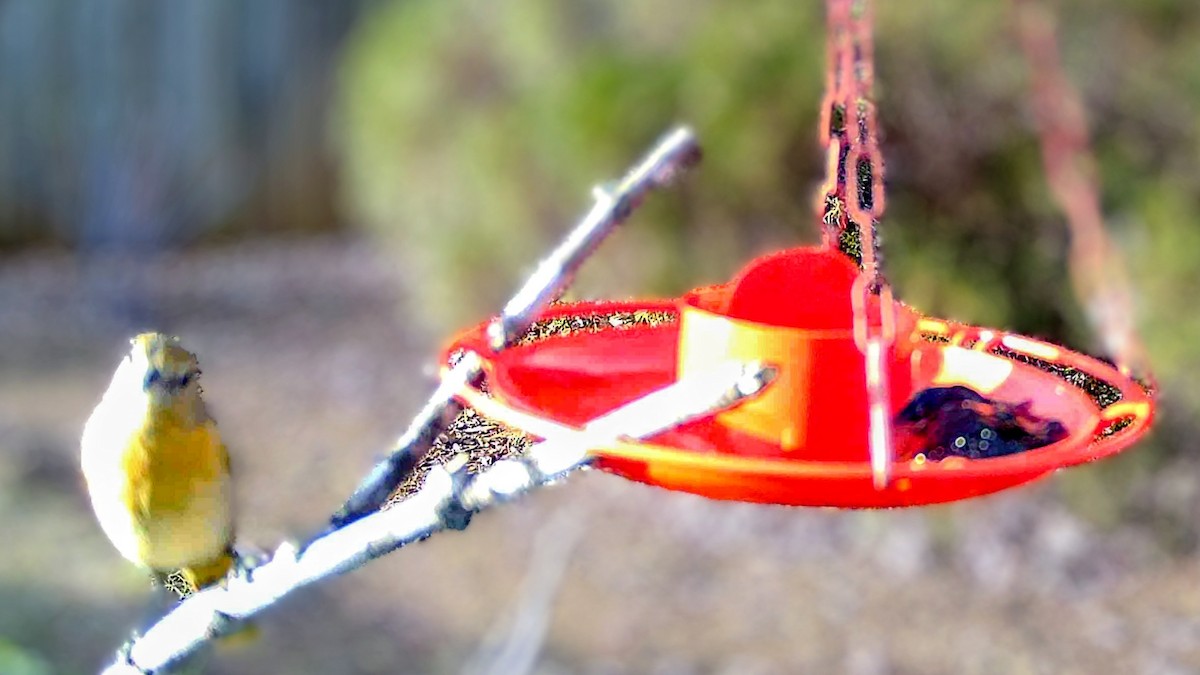 Балтиморский трупиал - ML645823838