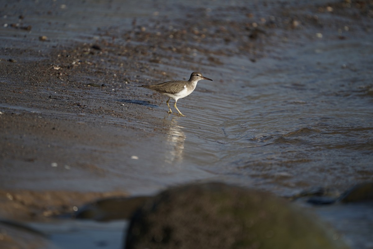 Benekli Düdükçün - ML645823847