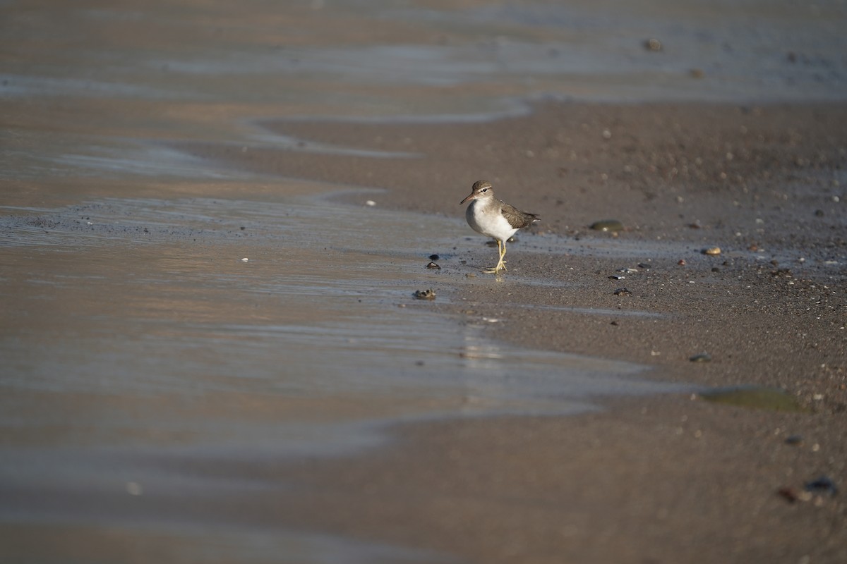 Benekli Düdükçün - ML645823848