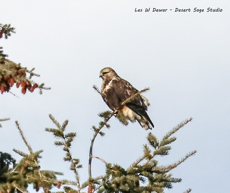 Rough-legged Hawk - ML645823853