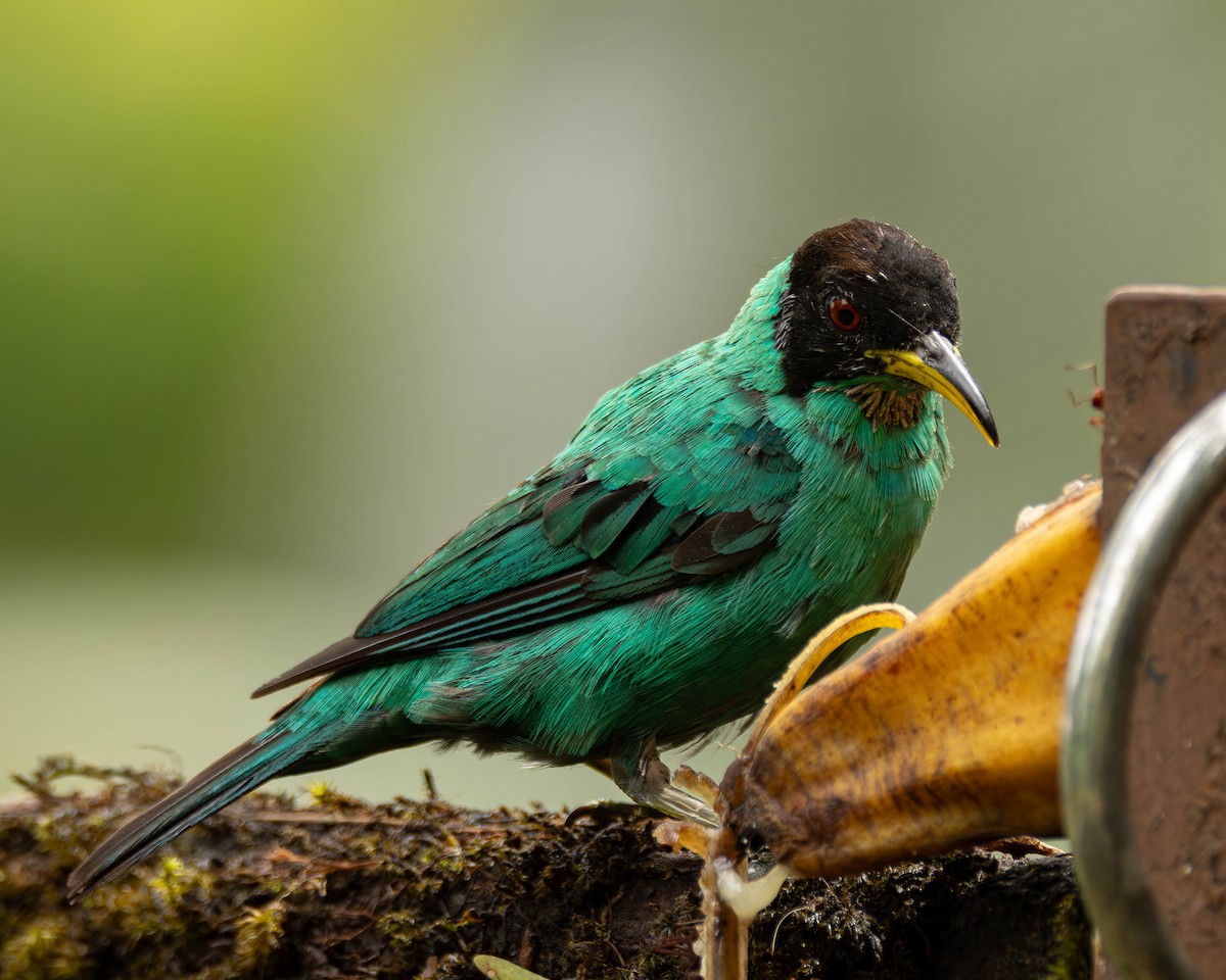 Green Honeycreeper - ML645823868