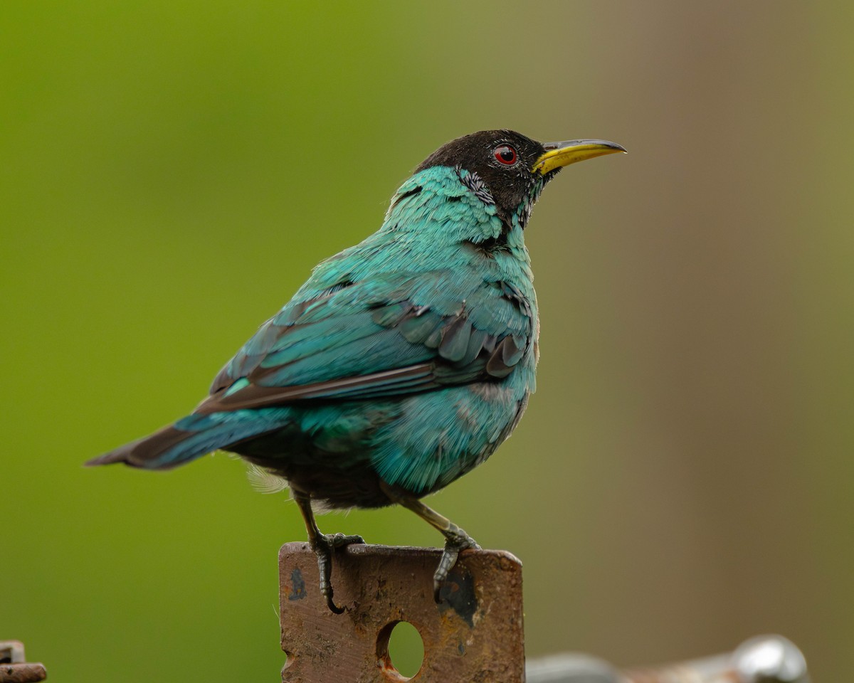Green Honeycreeper - ML645823870