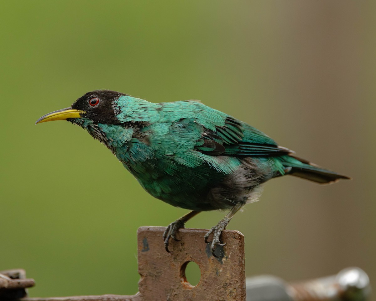 Yeşil Balkuşu - ML645823872