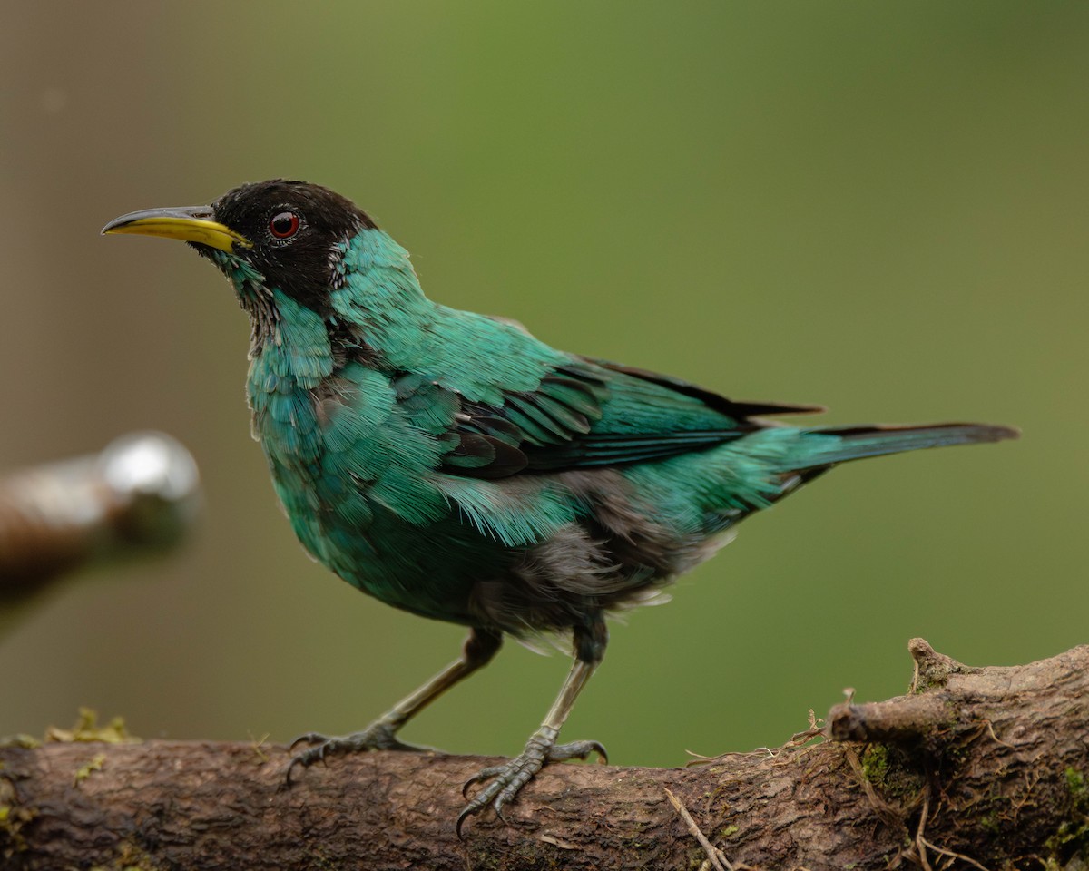 Yeşil Balkuşu - ML645823876