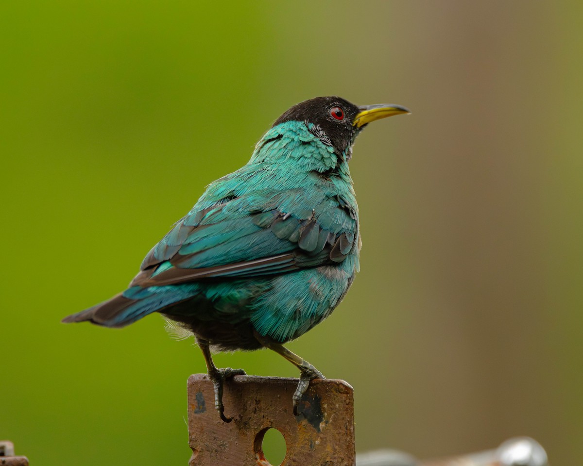 Green Honeycreeper - ML645823877