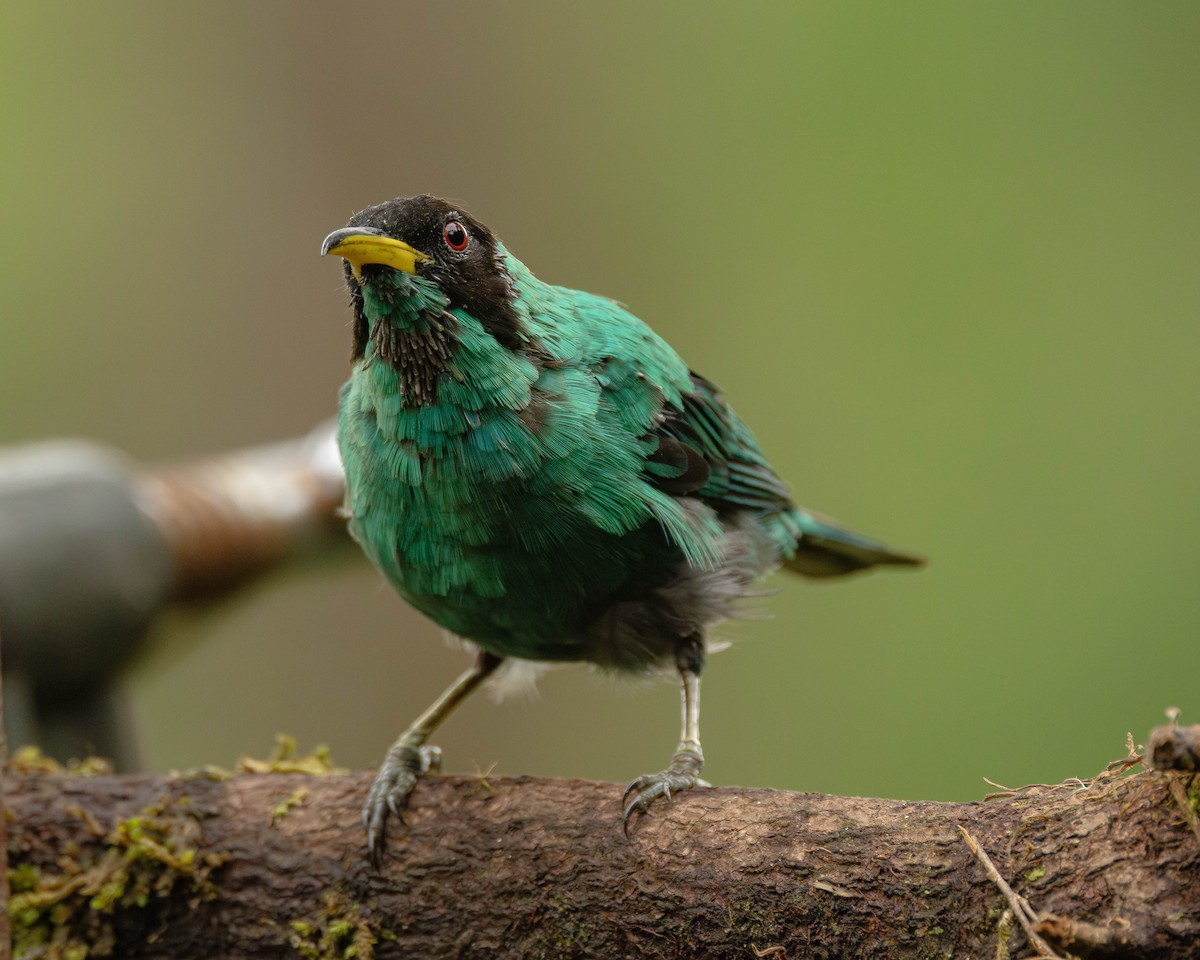 Yeşil Balkuşu - ML645823878