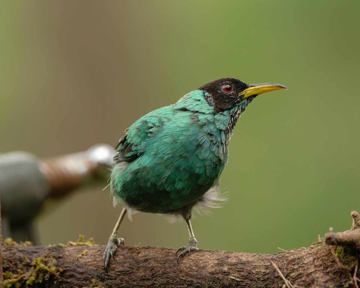 Yeşil Balkuşu - ML645823879