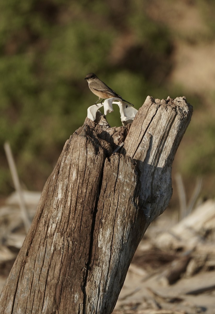 Say Fibisi - ML645823881