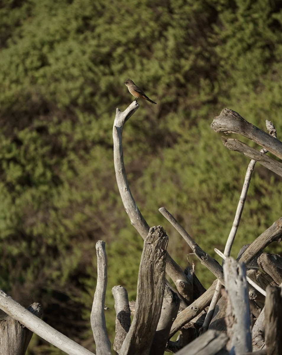 Say Fibisi - ML645823882