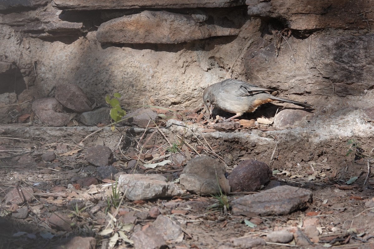 Kanyon Tovisi - ML645823883