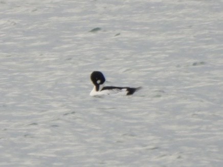 Altıngöz - ML645823884