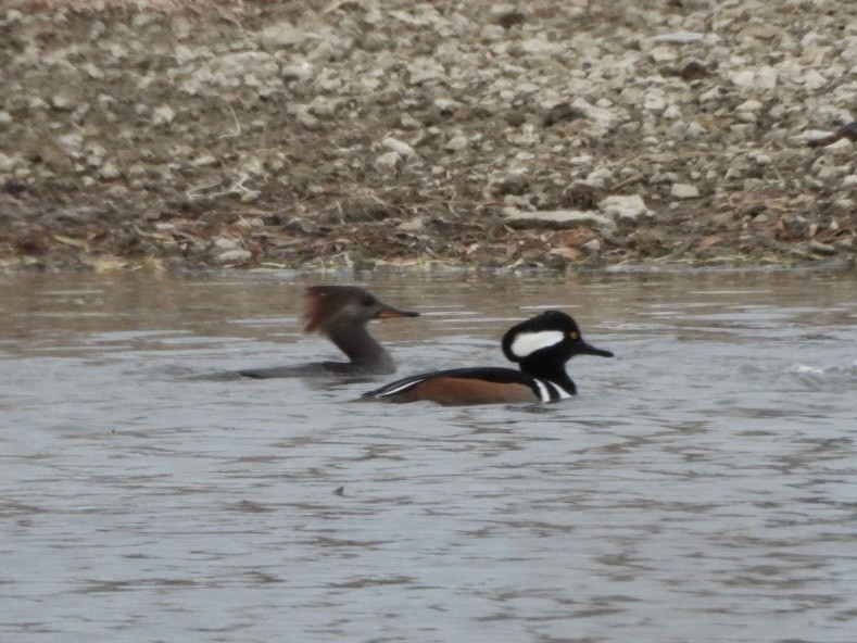 Başlıklı Tarakdiş - ML645823885