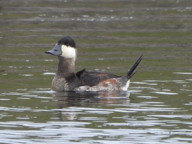 Amerika Dikkuyruğu - ML645823888