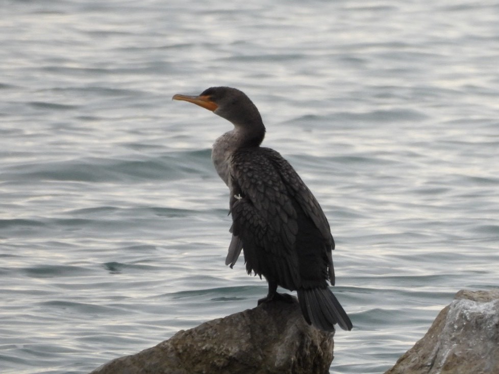 Kulaklı Karabatak - ML645823890