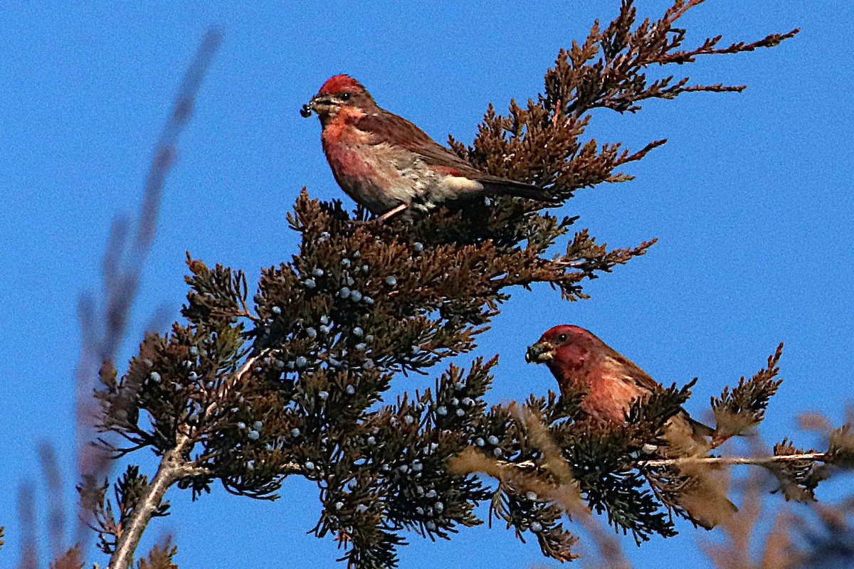 Amerika Çütresi - ML645823893