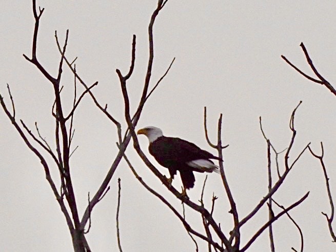 Ak Başlı Kartal - ML645823894