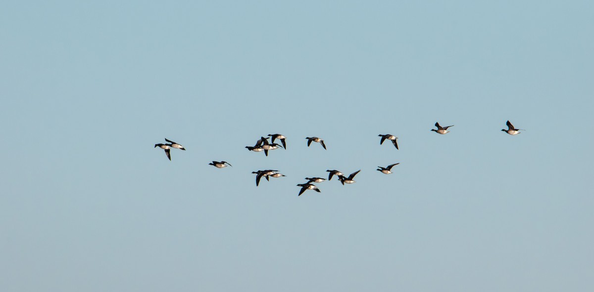 Yosun Kazı - ML645823897