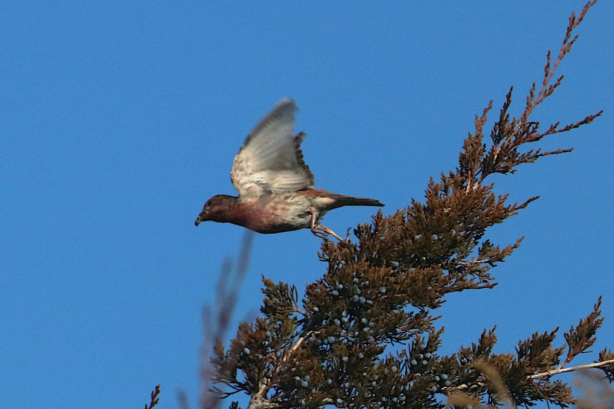 Amerika Çütresi - ML645823898