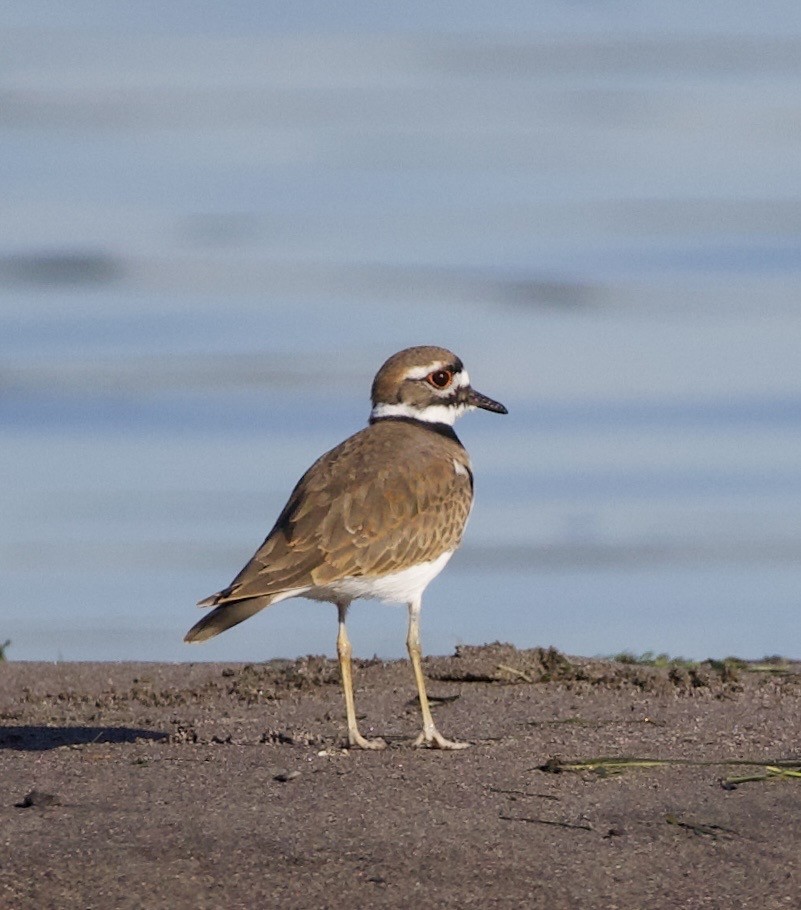 Çayır Cılıbıtı - ML645823899