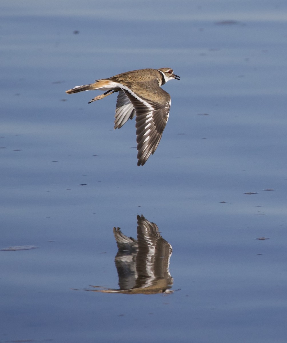 Çayır Cılıbıtı - ML645823900