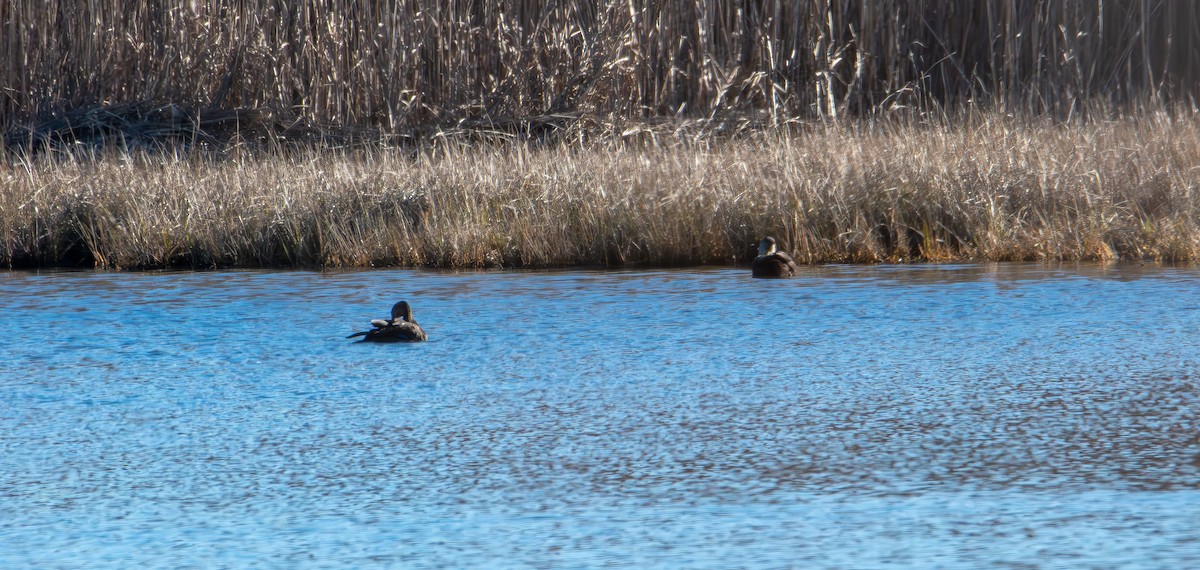 Esmer Ördek - ML645823901