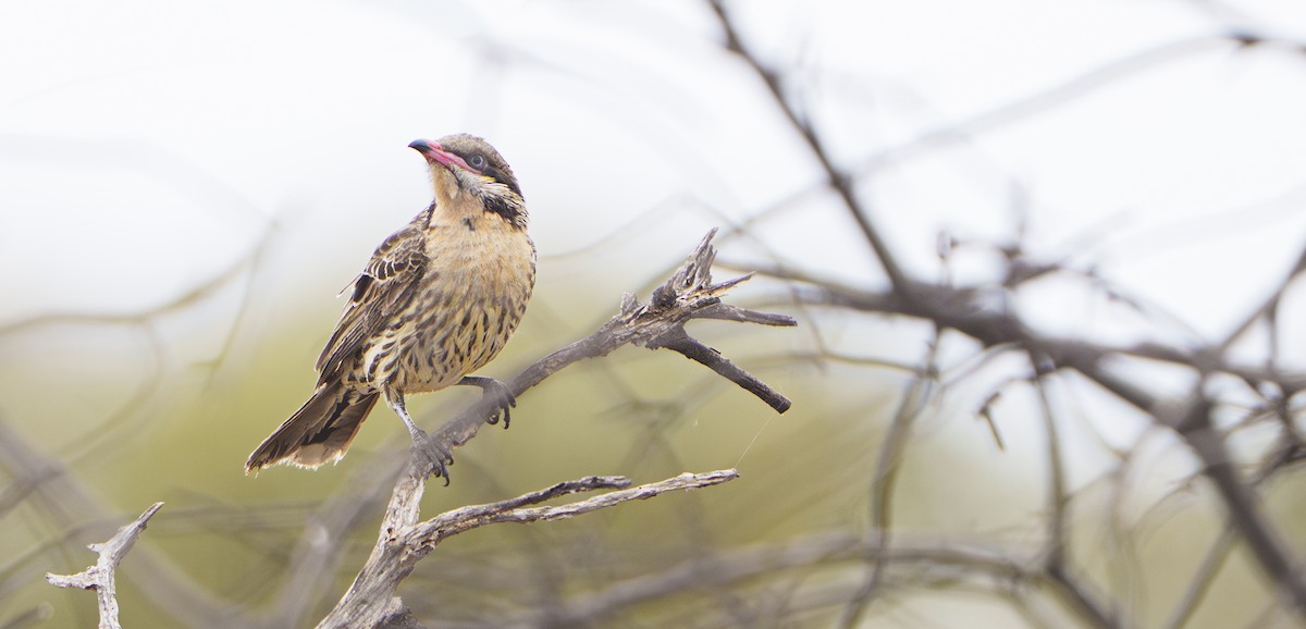 Diken Yanaklı Balkuşu - ML645823906