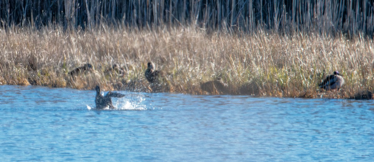 Yosun Kazı - ML645823909