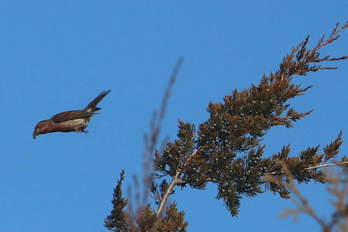 Amerika Çütresi - ML645823913