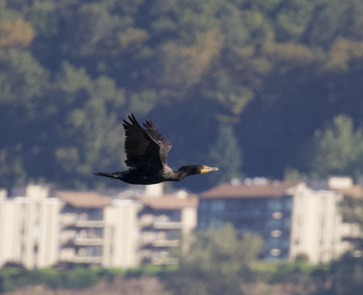 Kulaklı Karabatak - ML645823914