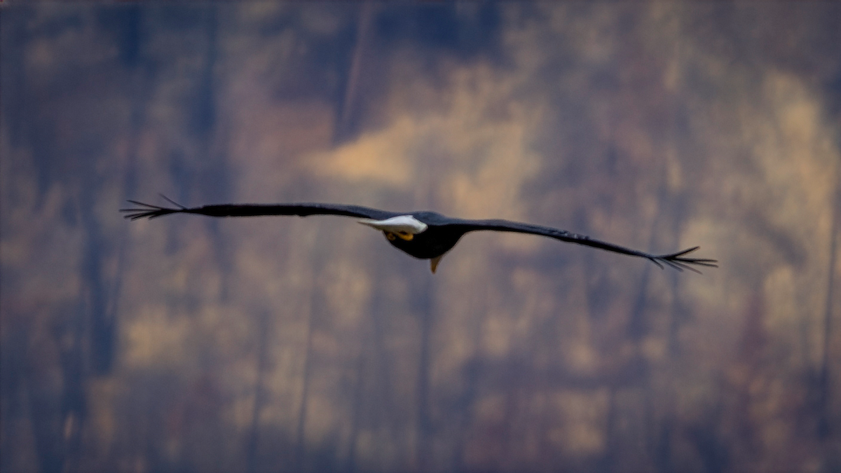 ハクトウワシ - ML645823918