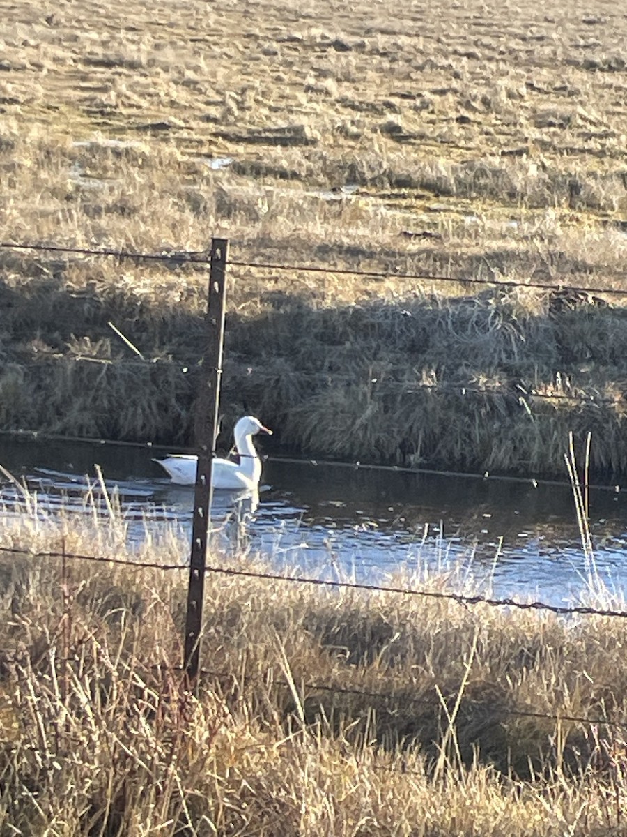 Snow Goose - ML645823919