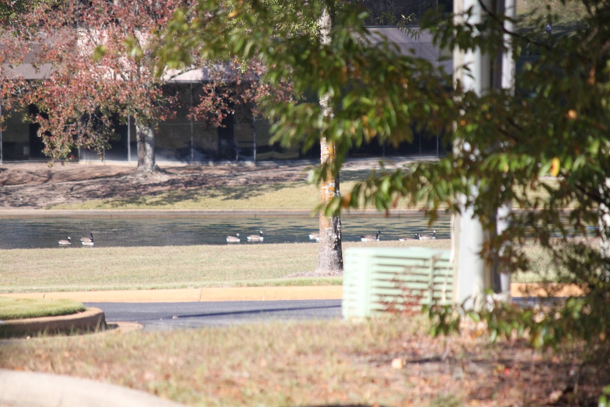 Canada Goose - ML645823920