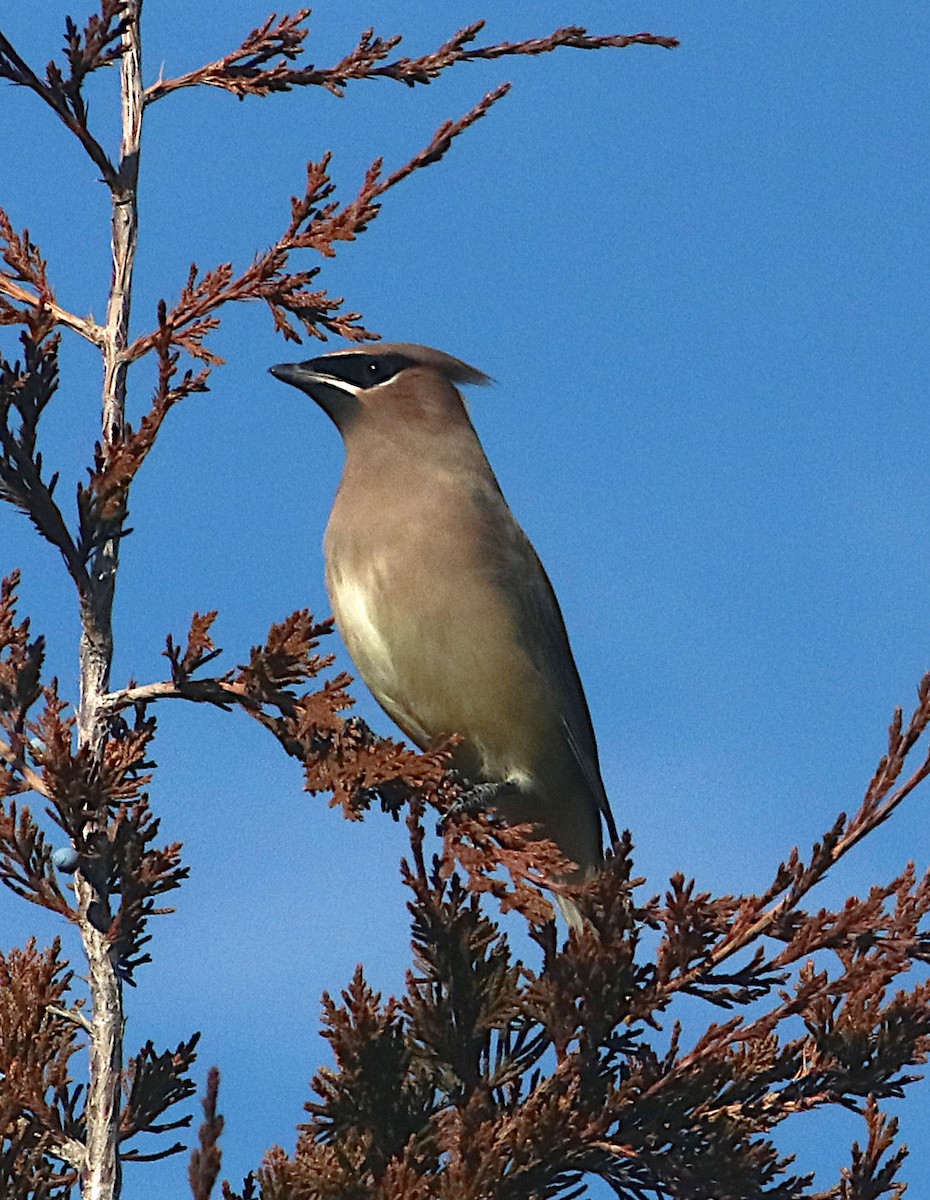 Sedir İpekkuyruğu - ML645823921