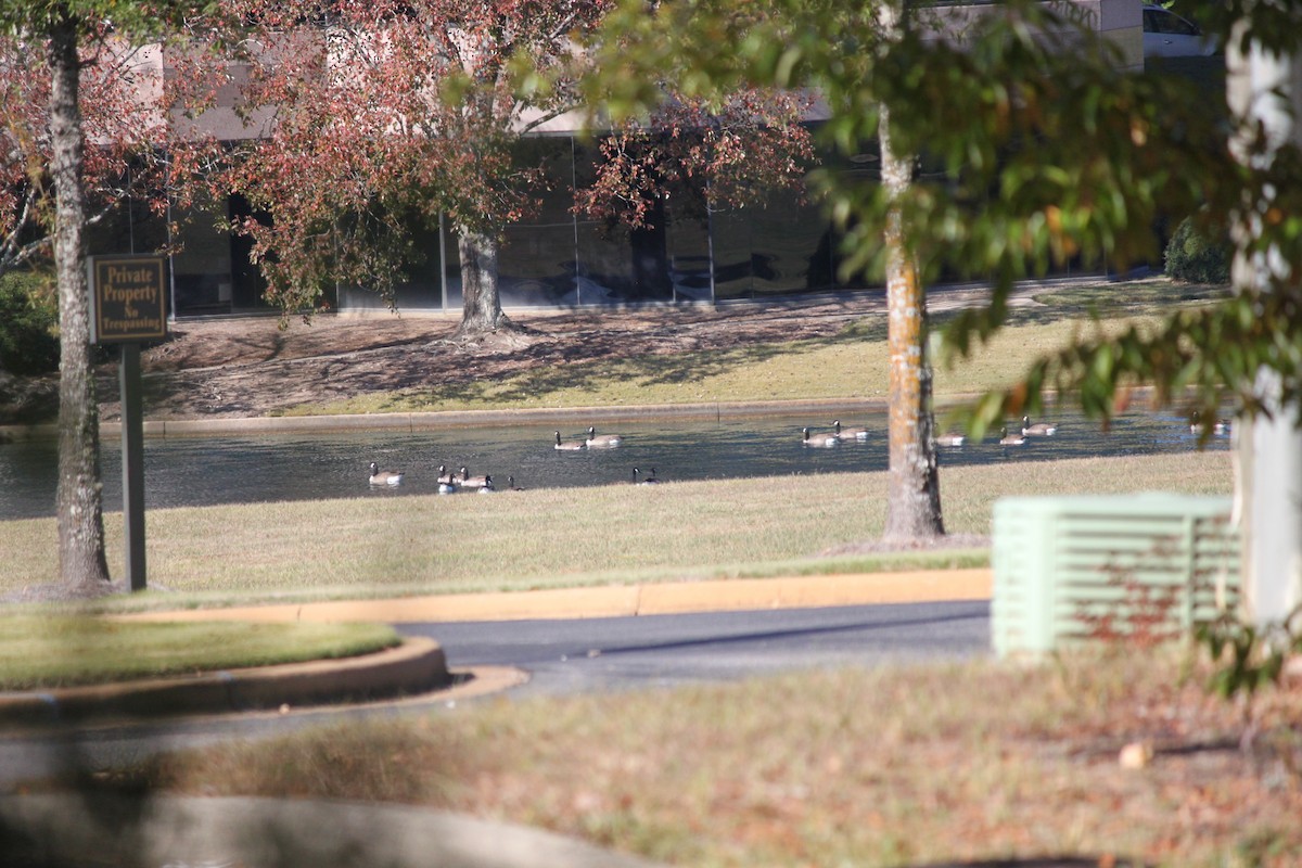 Canada Goose - ML645823922