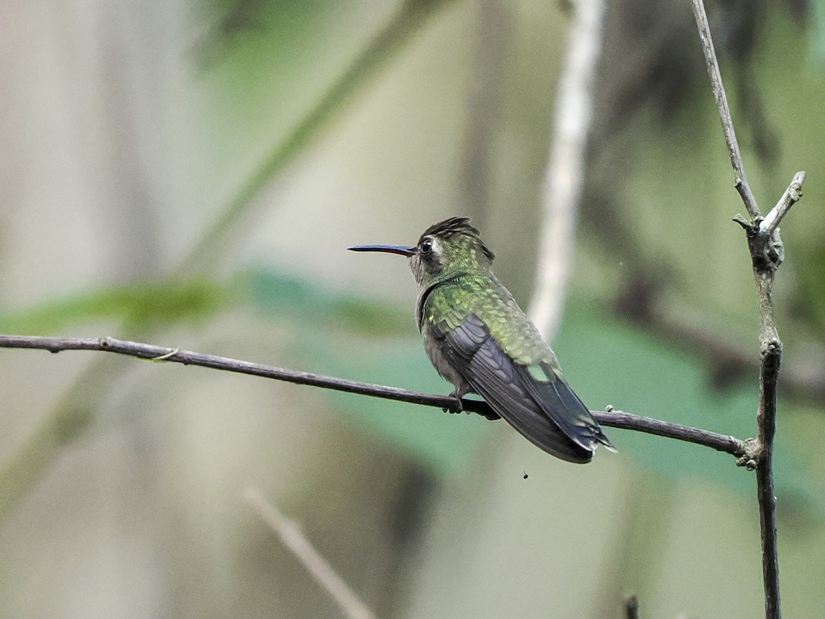 Colibrí Piquiancho de Guerrero - ML645823923
