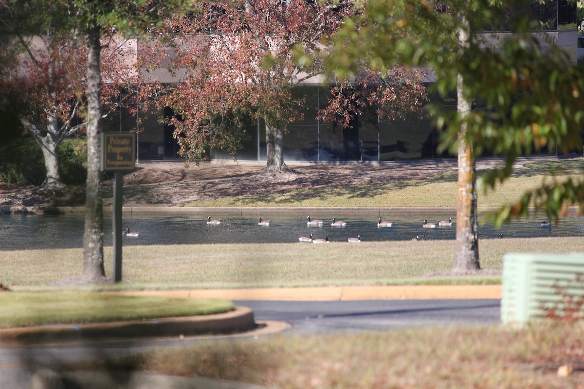 Canada Goose - ML645823924