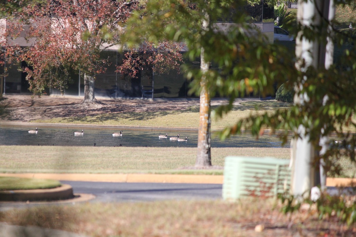 Canada Goose - ML645823925