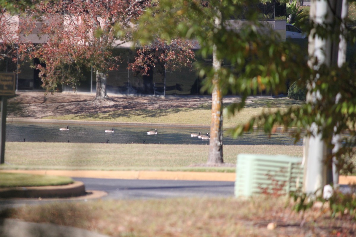 Canada Goose - ML645823927