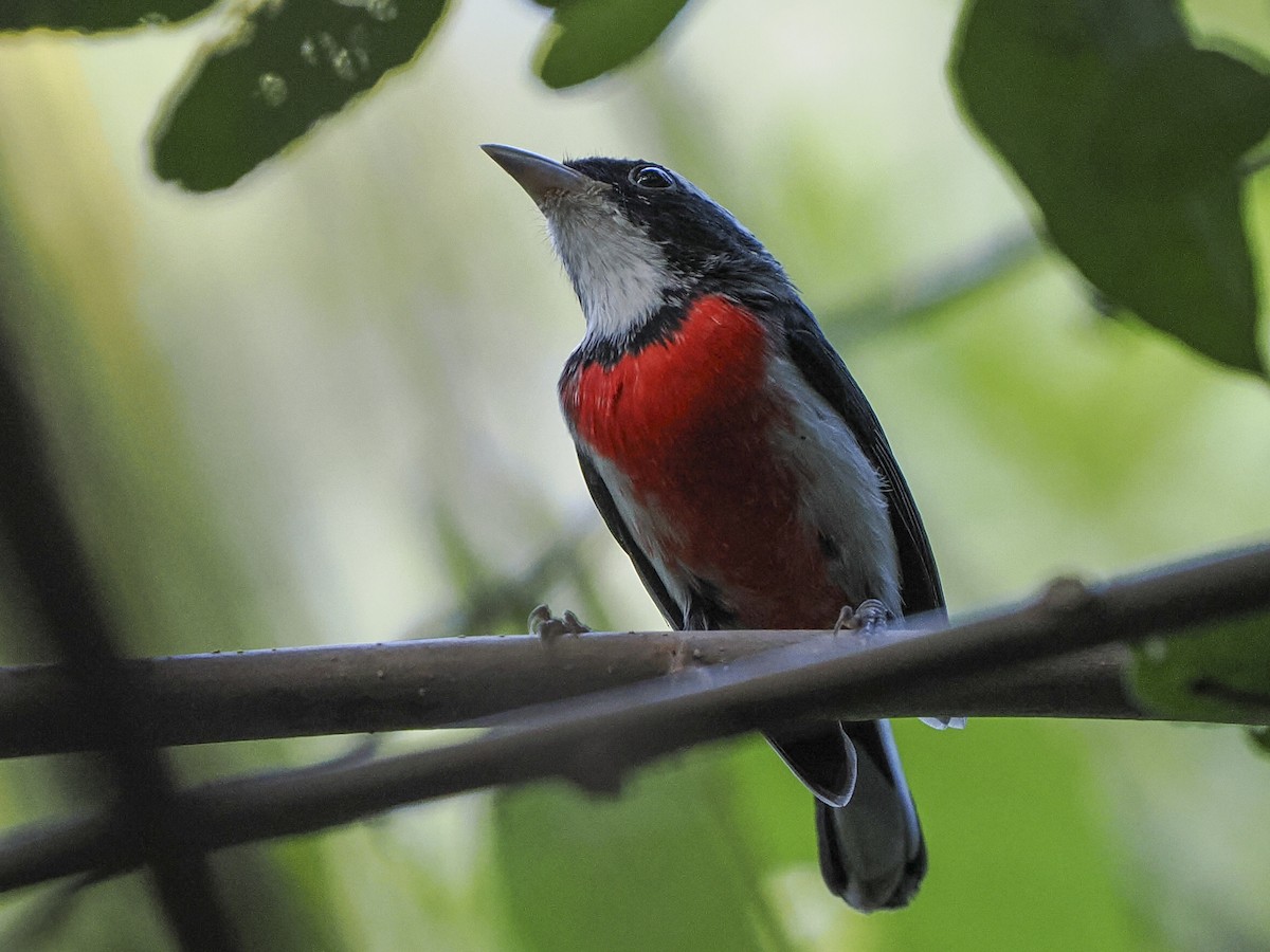 Red-breasted Chat - ML645823930