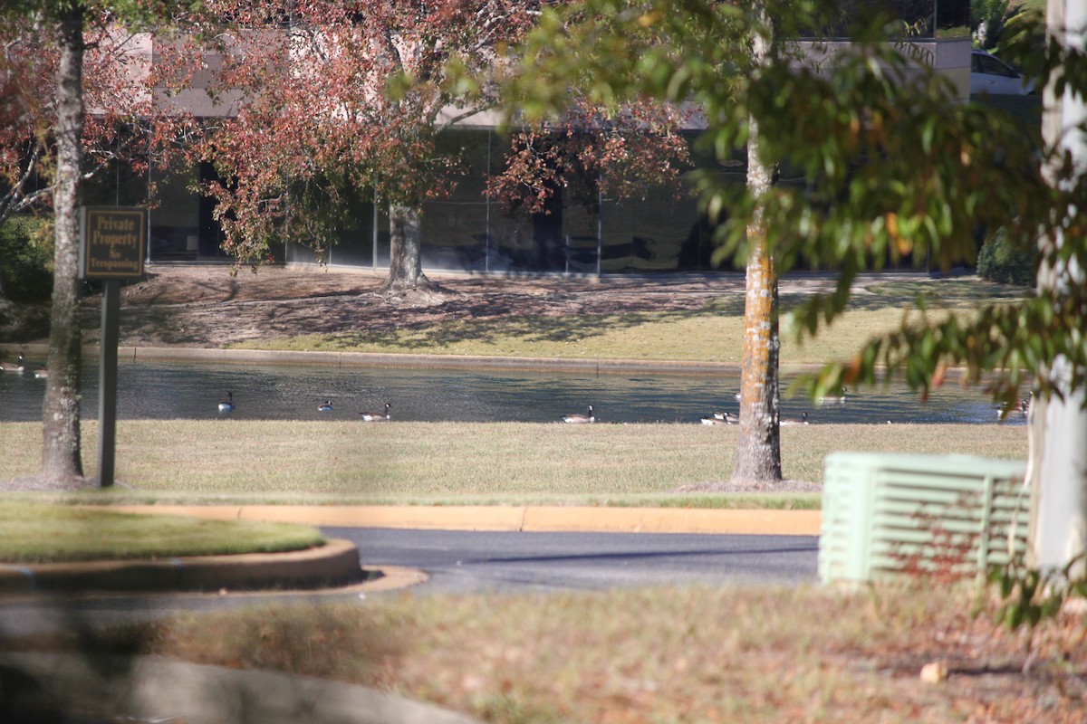 Canada Goose - ML645823931