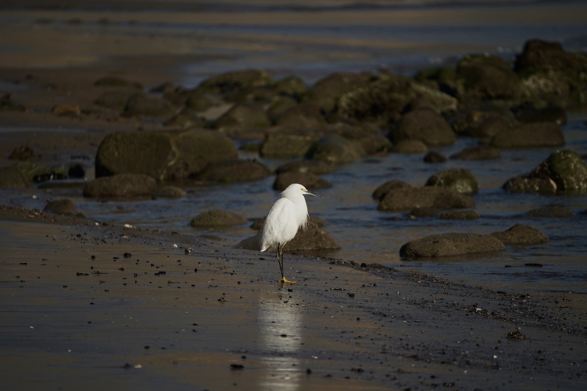 Snowy Egret - ML645823933