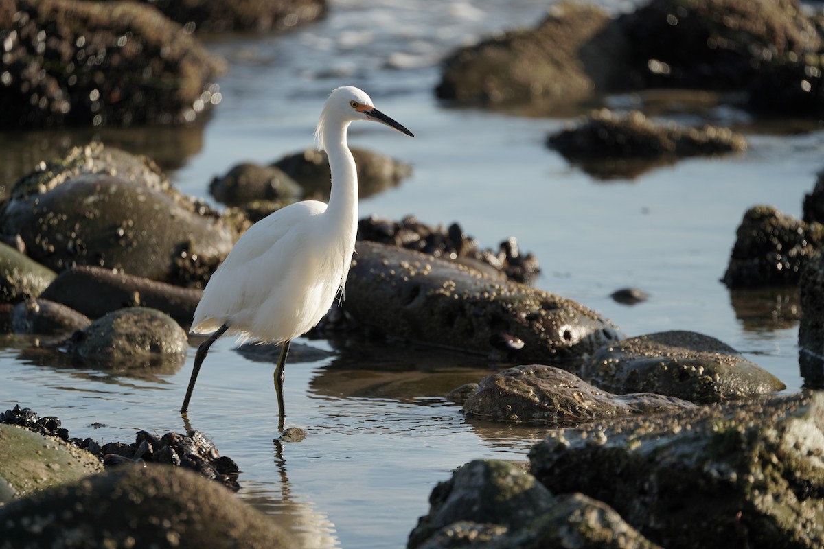 Snowy Egret - ML645823934