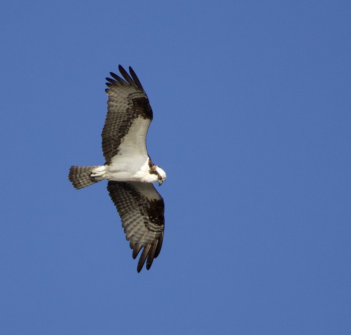 Osprey - ML645823939