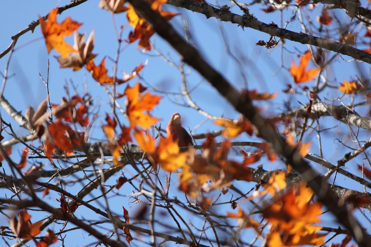 Northern Cardinal - ML645823944