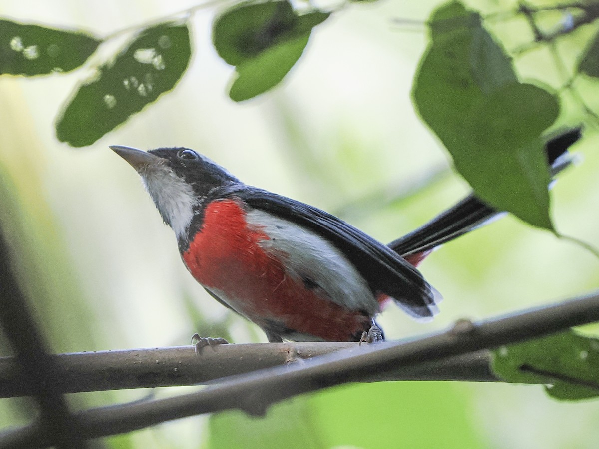 Red-breasted Chat - ML645823946